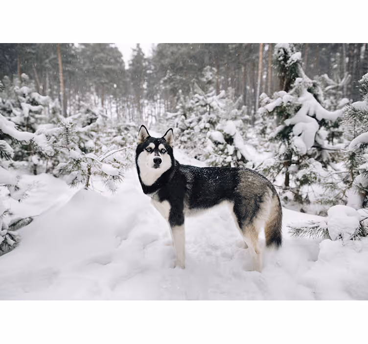 Cortina roller blanca bosque invernal y husky - TenVinilo