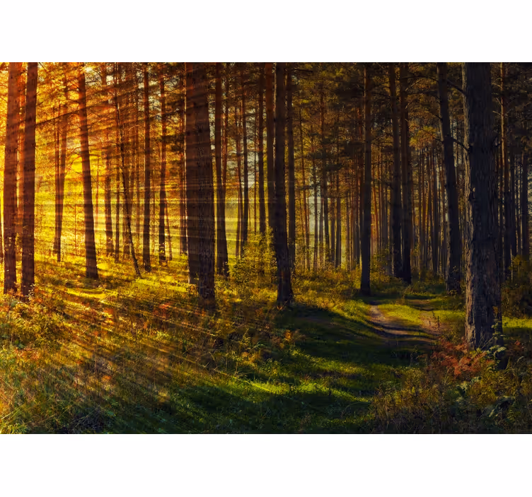 Cortina roller habitación rayos de luz en el bosque - TenVinilo