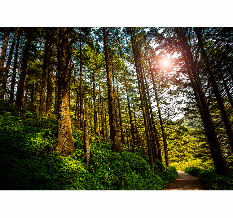 Cortina roller habitación sendero del bosque soleado - TenVinilo