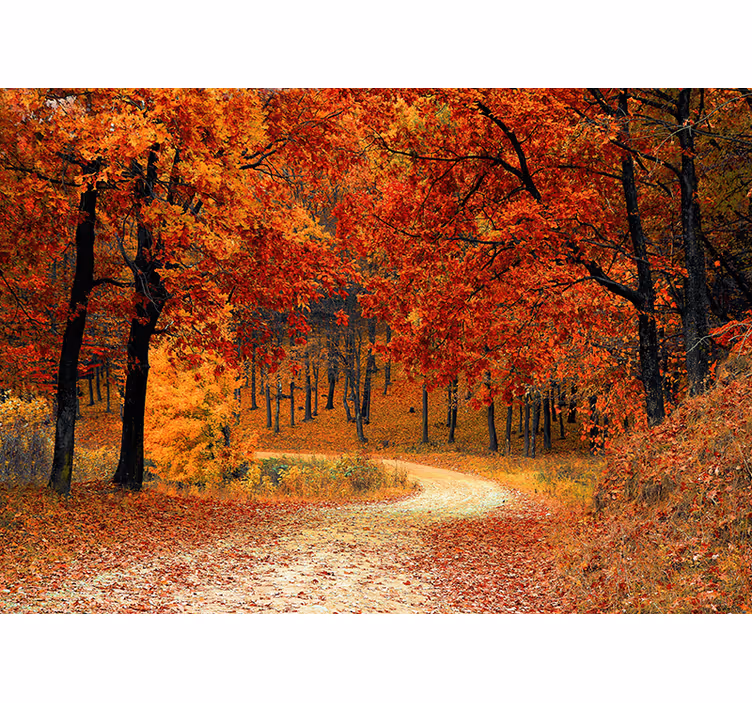 Cortina roller naranja papel pintado árboles de otoño - TenVinilo
