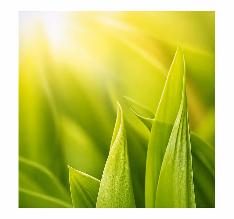 Cortina roller verde planta soleada - TenVinilo