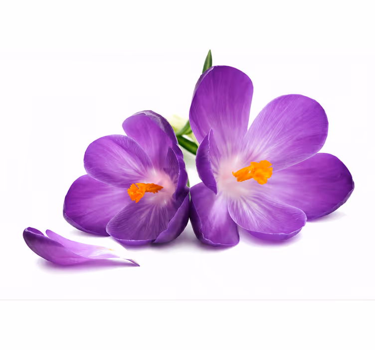 Cortina roller morada flores recogidas en paz - TenVinilo