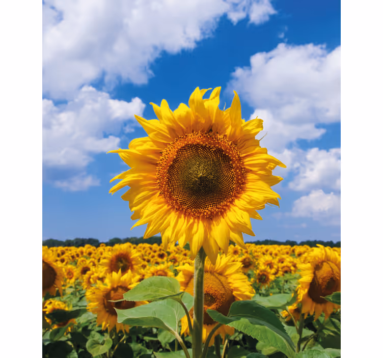 Cortina roller flores escena del campo de girasoles - TenVinilo