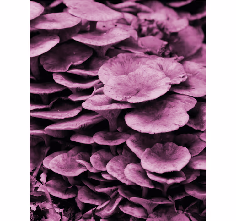 Cortina roller flores capas florales vibrantes - TenVinilo