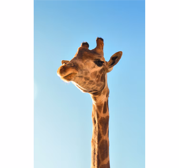 Mural africano giraffe en primer plano - TenVinilo