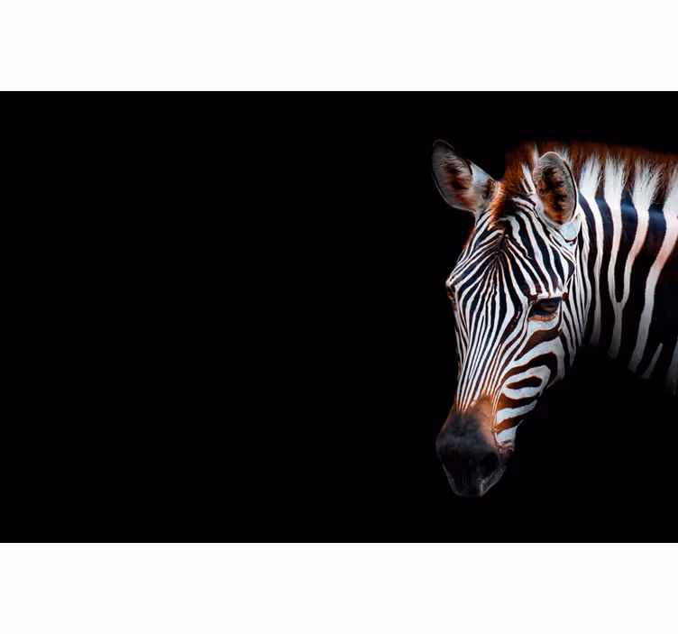 Mural africano zebra en blanco y negro - TenVinilo