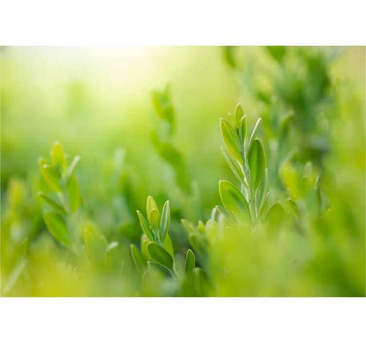 Mural para recibidor hojas verdes de primavera - TenVinilo