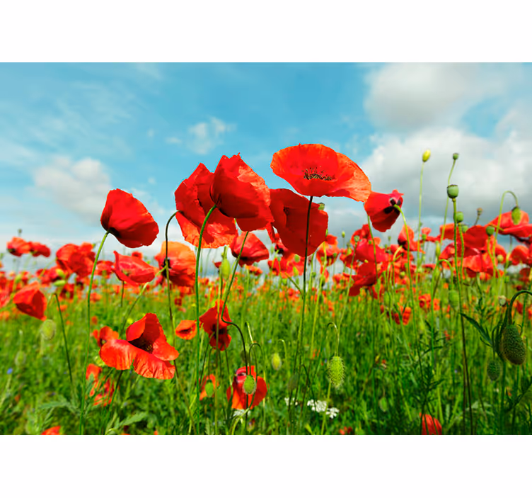 Fotomural de campo de flores rojas - TenVinilo