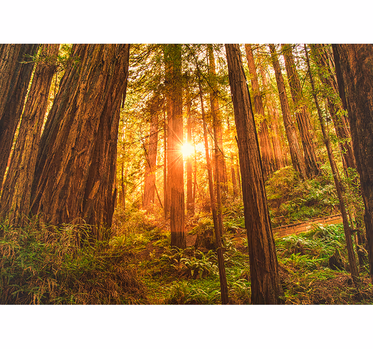 Fotomural paisaje bosque por la mañana salón - TenVinilo