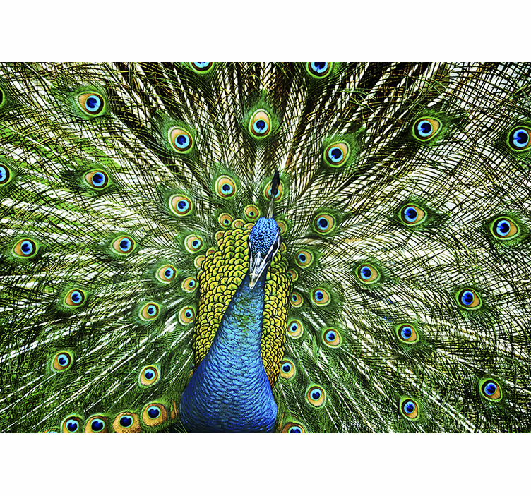 Fotomural animal de pavo real colorido - TenVinilo