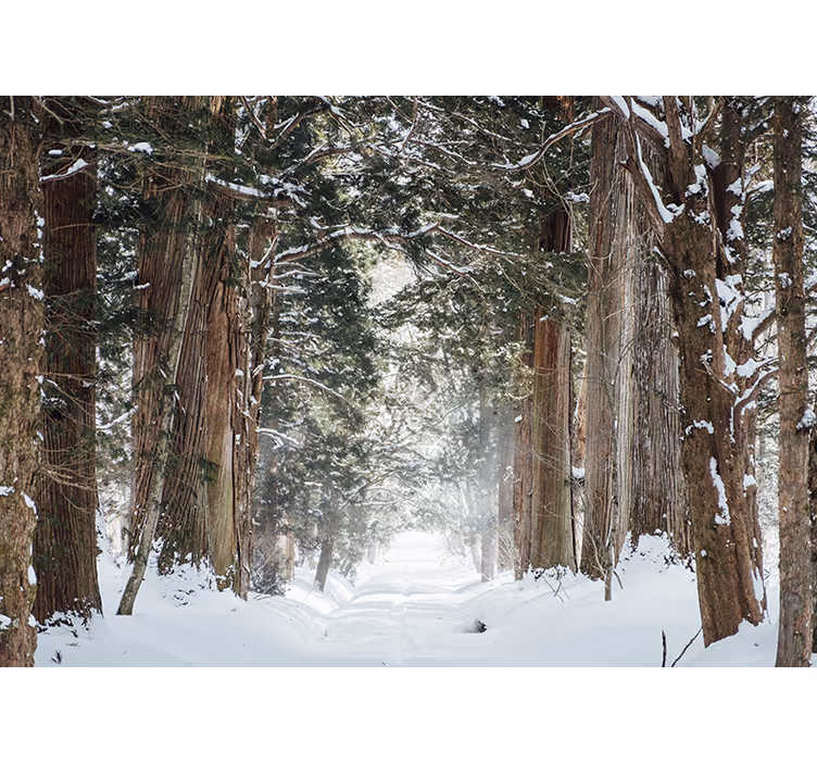 Fotomural pared de árboles forestales de invierno - TenVinilo