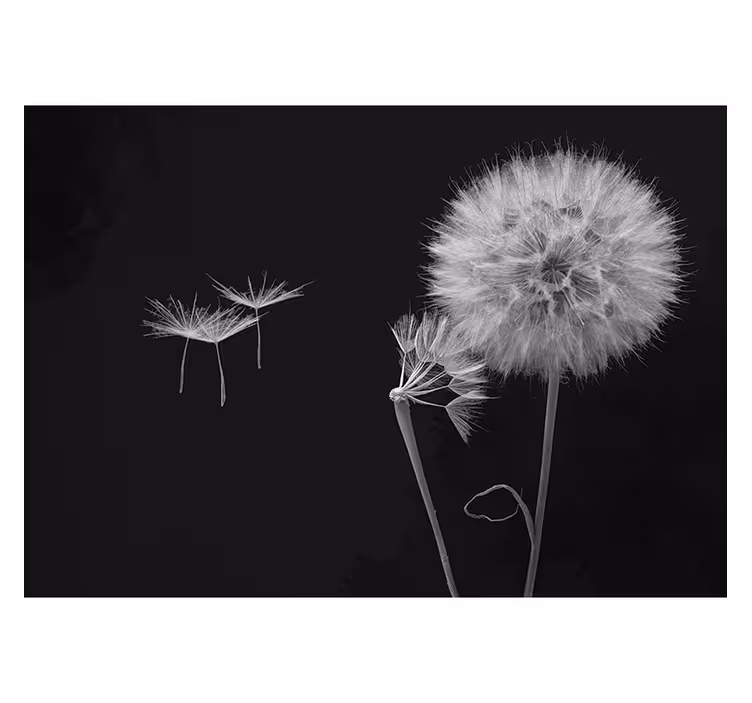 Fotomural diente de león Cabeza de diente de león con semillas - TenVinilo