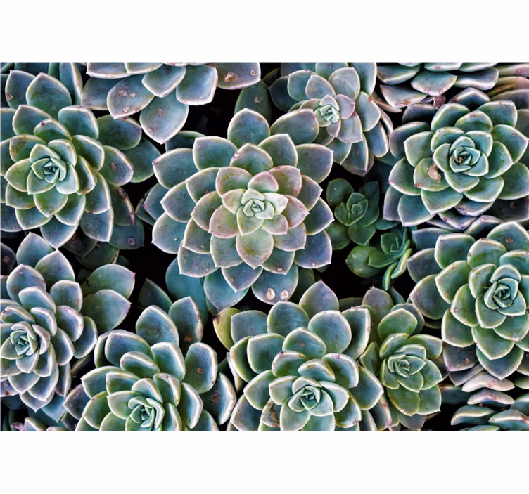 Mural de naturaleza colección de plantas suculentas - TenVinilo