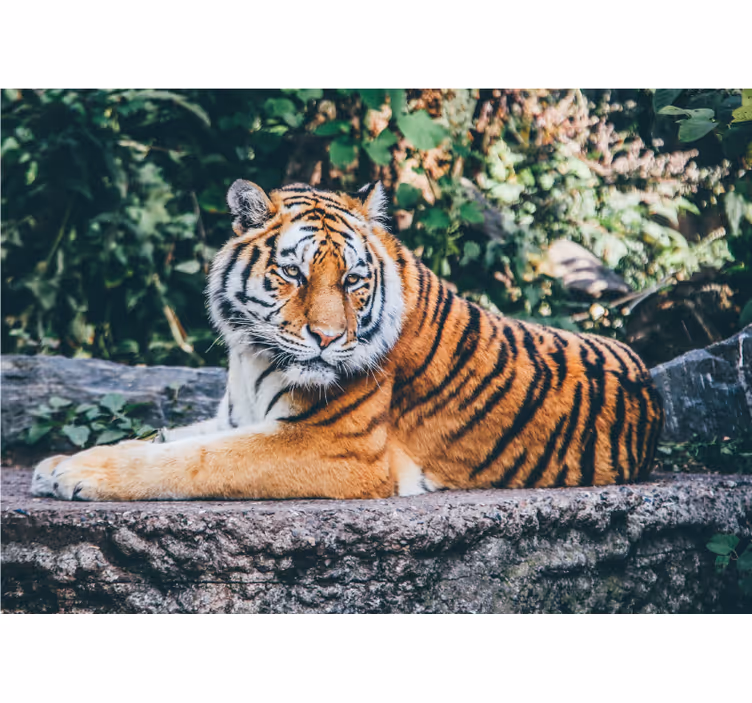 Mural de animales majestuosa mirada de tigre - TenVinilo