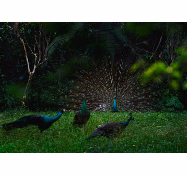 Fotomural naturaleza Pavos reales en el paisaje - TenVinilo