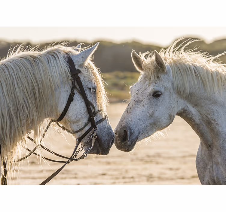 Fotomural animale Dos caballos blancos - TenVinilo