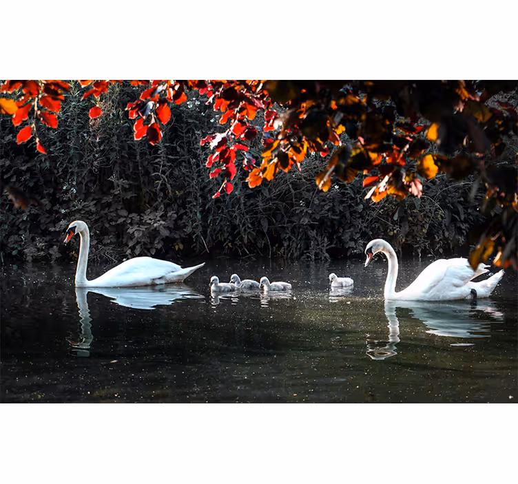 Mural de animales familia de cisnes elegantes - TenVinilo