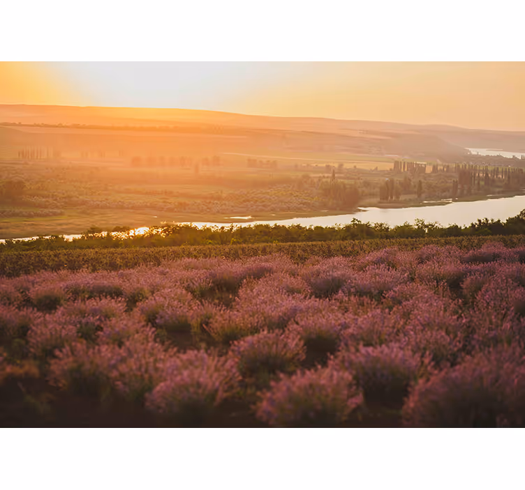 Mural de flores paisaje de lavanda al atardecer - TenVinilo