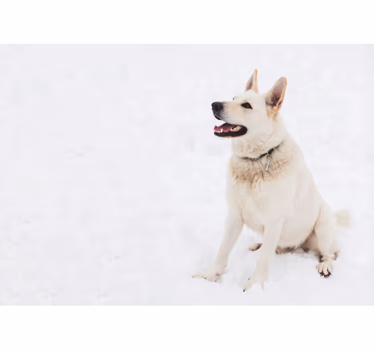 Fotomural animale Husky en la nieve - TenVinilo