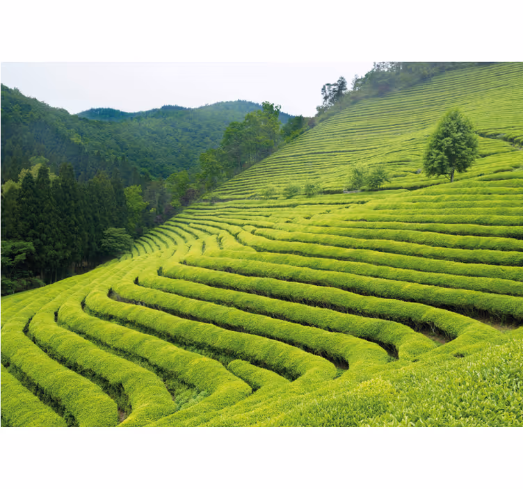 Mural de naturaleza paisaje de plantaciones de té - TenVinilo