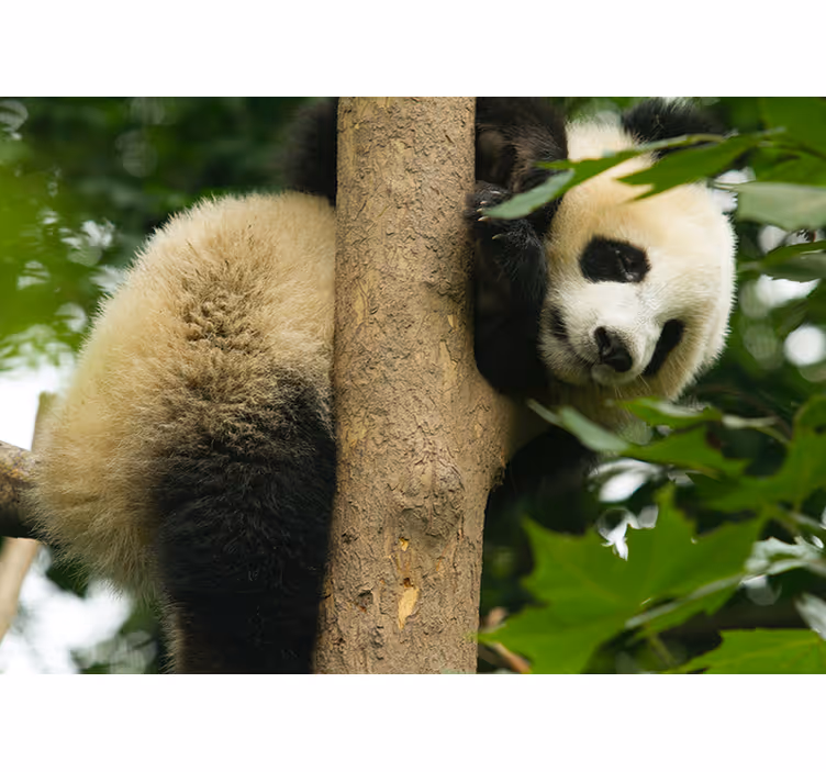Fotomural animale Panda colgando de un árbol - TenVinilo