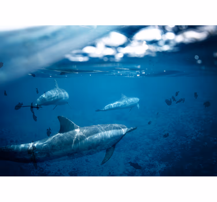Mural de mar encuentro submarino con delfines - TenVinilo