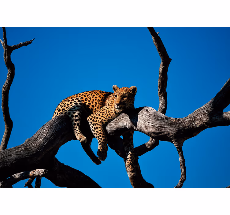 Fotomural animale Leopardo - TenVinilo