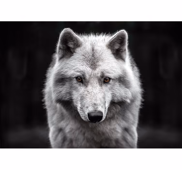 Fotomural animale Lobo blanco - TenVinilo