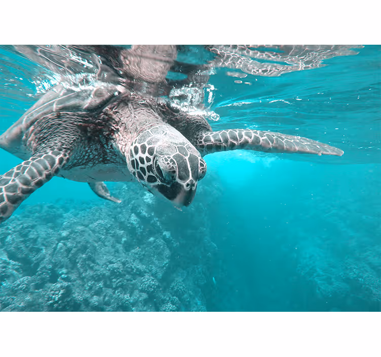 Fotomural animale Tortugas marinas en el mar - TenVinilo