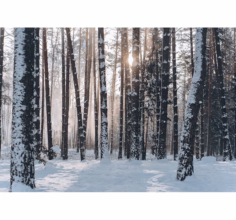 Mural de bosque bosques de pinos invernales - TenVinilo