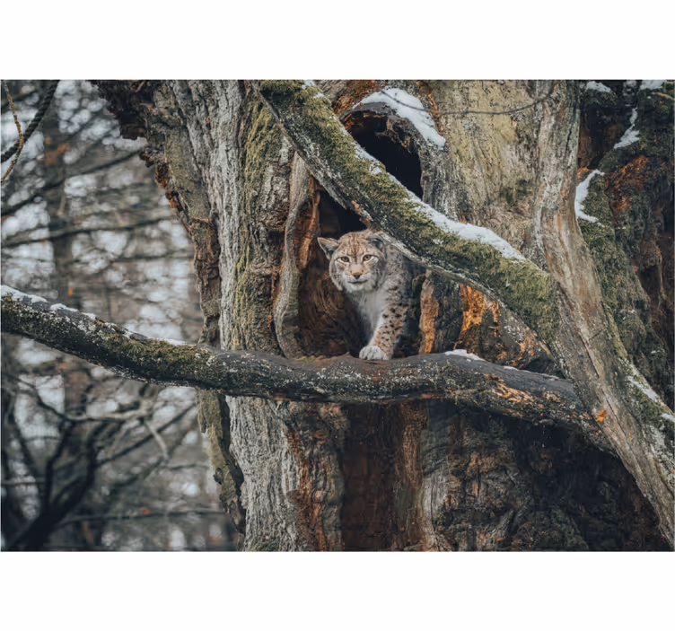 Mural de animales lince en el árbol - TenVinilo