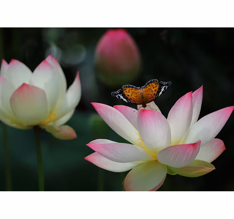Fotomural flores Flor de loto brillante con mariposas - TenVinilo