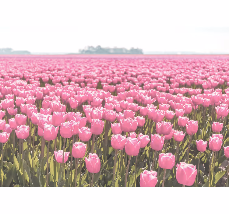 Fotomural de tulipanes Campo de tulipanes rosa diferente - TenVinilo