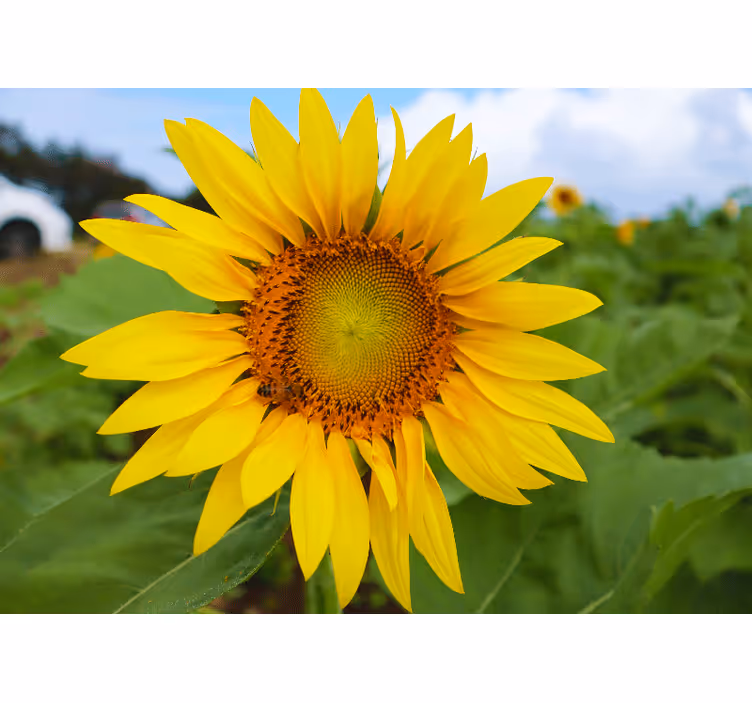 Fotomural flores Un girasol y un campo - TenVinilo