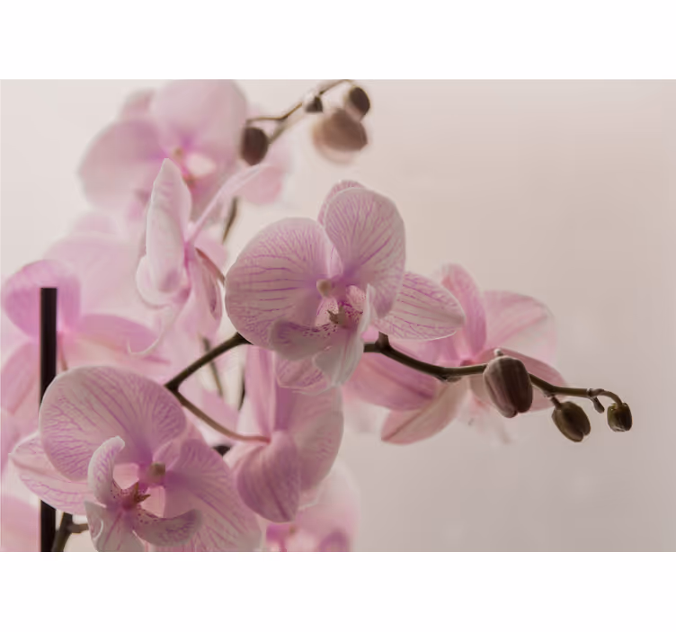 Mural de orquídeas flores de orquídeas delicadas - TenVinilo