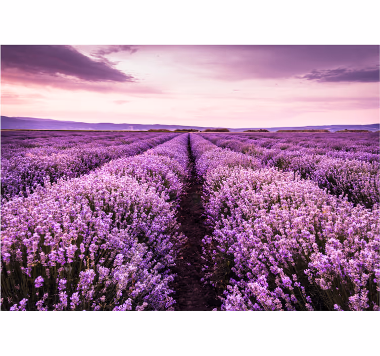 Mural de flores pradera de lavanda tranquila - TenVinilo
