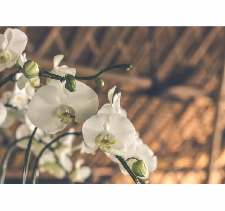 Mural de orquídeas flores de orquídeas elegantes - TenVinilo