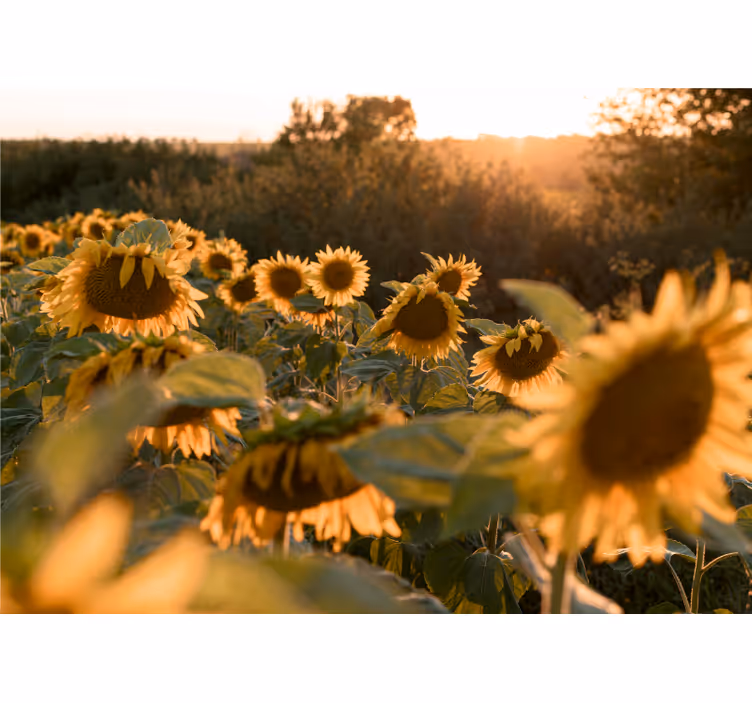 Fotomural flores Sol de girasol - TenVinilo