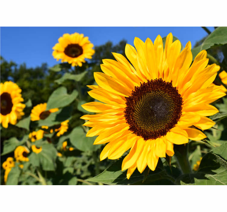 Mural de flores belleza de girasoles - TenVinilo