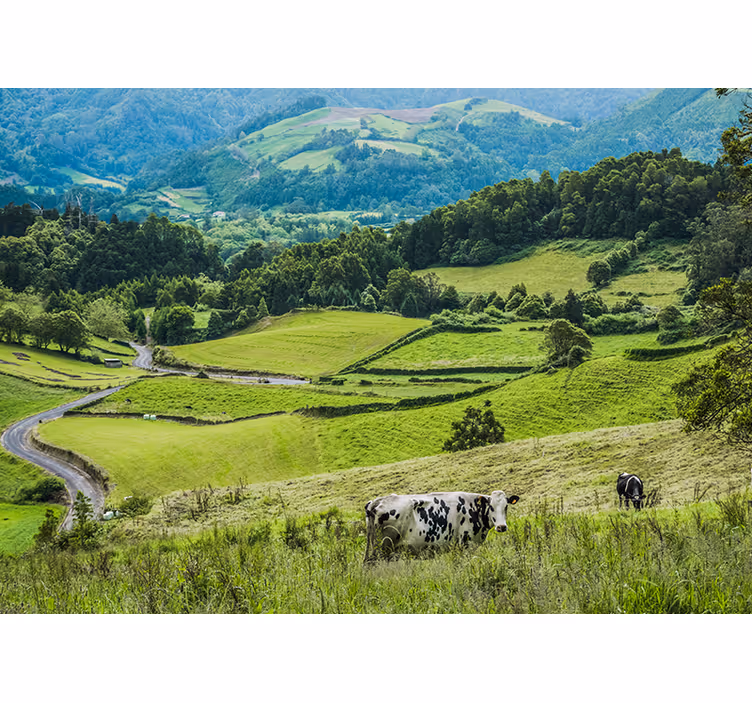 Mural de paisajes campos verdes rodantes - TenVinilo