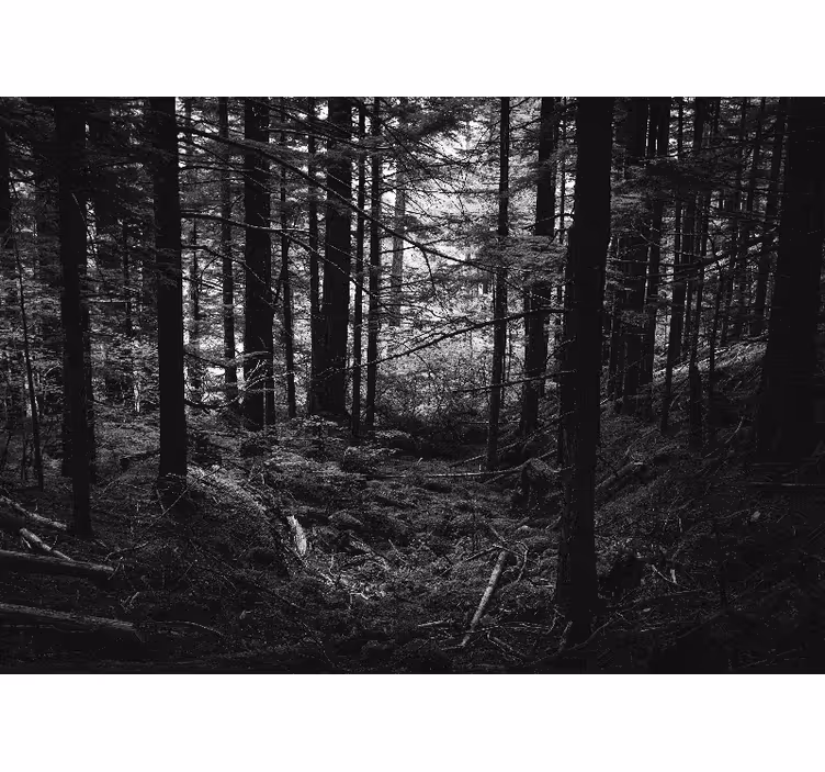 Mural de bosque escena de bosque oscuro - TenVinilo