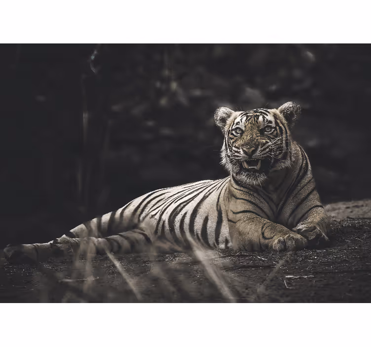 Mural de animales tigre majestuoso en postura - TenVinilo