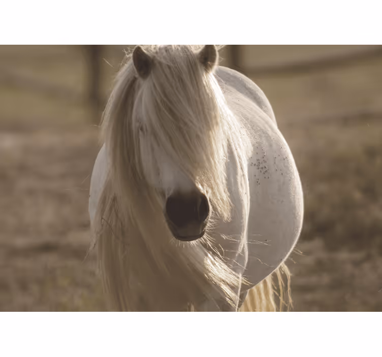 Mural de animales caballo blanco regal - TenVinilo