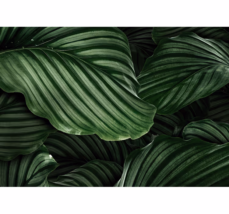 Mural para salón Plantas de hojas verdes - TenVinilo