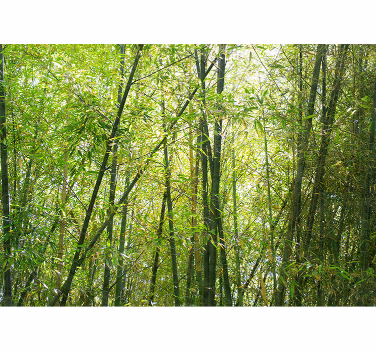 Mural de bambú bosque de bambú vibrante - TenVinilo
