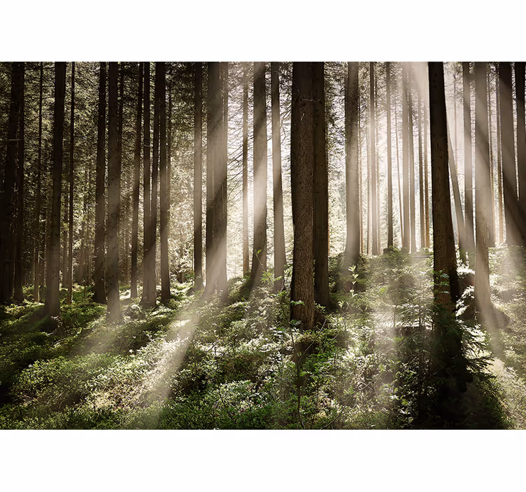 Fotomural de bosque árboles altos con el sol detrás - TenVinilo