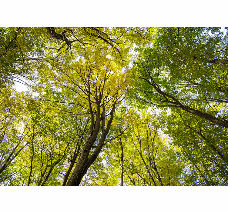 Mural de naturaleza dosel de bosque frondoso - TenVinilo