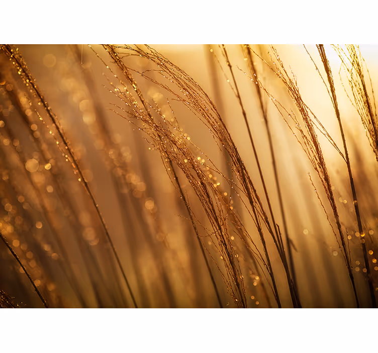 Fotomural naturaleza Pampasgrass de colores cálidos - TenVinilo