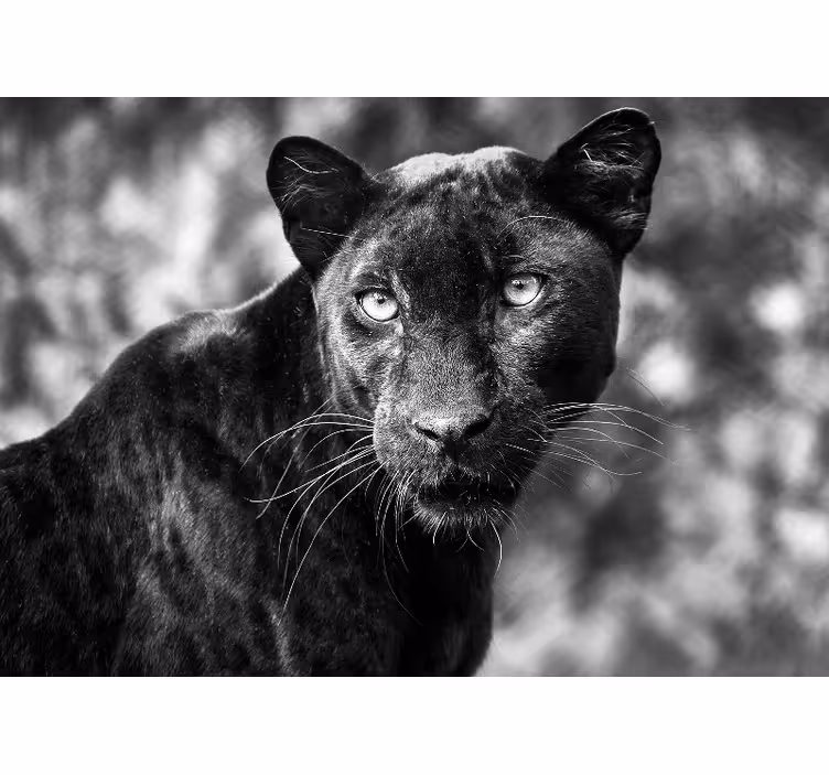 Mural de animales cara de pantera negra - TenVinilo