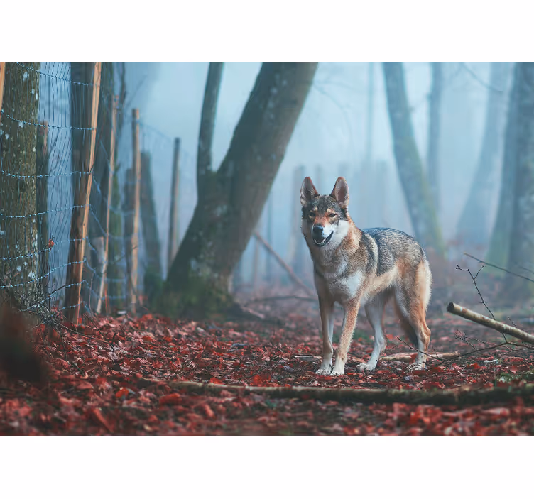 Mural de animales lobo en bosque brumoso - TenVinilo